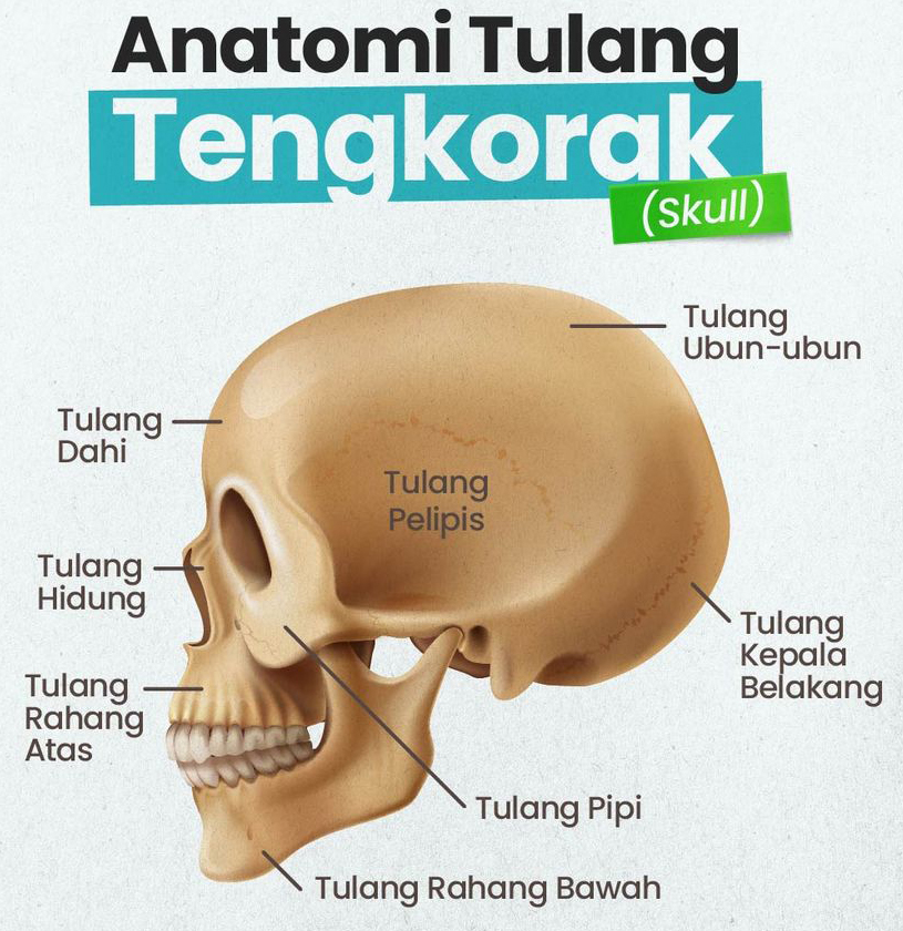 Tengkorak Bayi